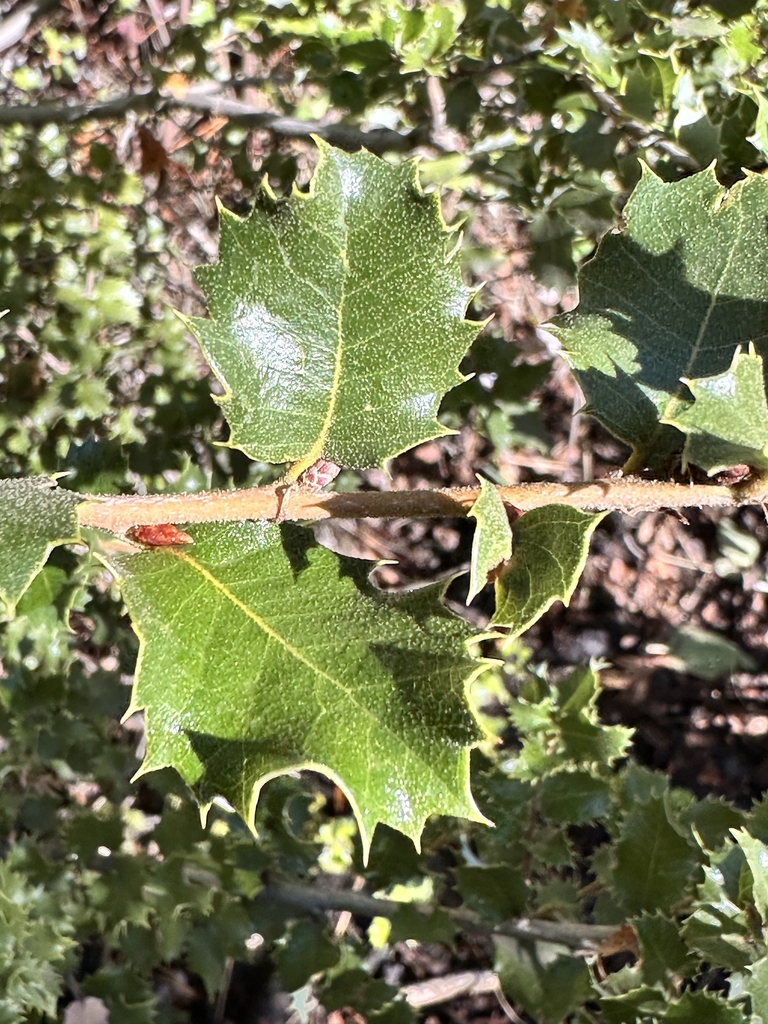 Leaves in November in Nevada County, California