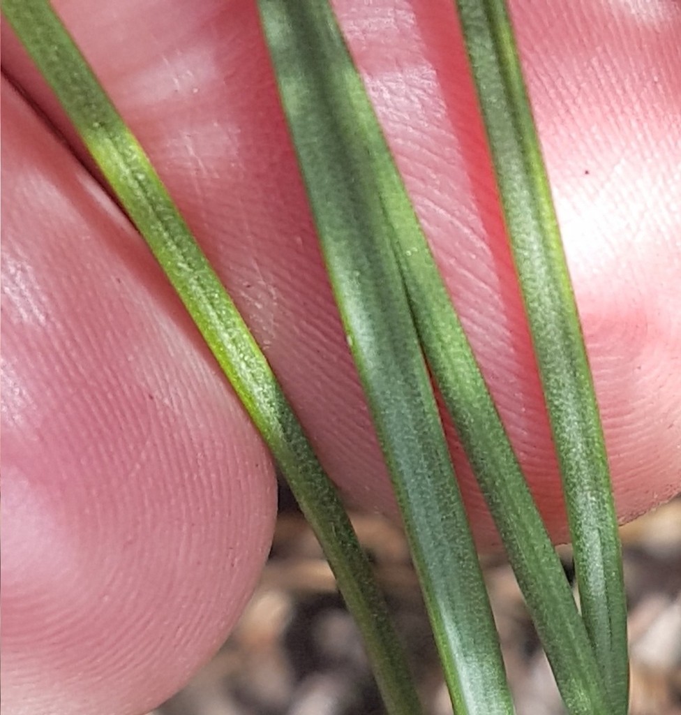 Leaves in November in West Coast County, South Affrica