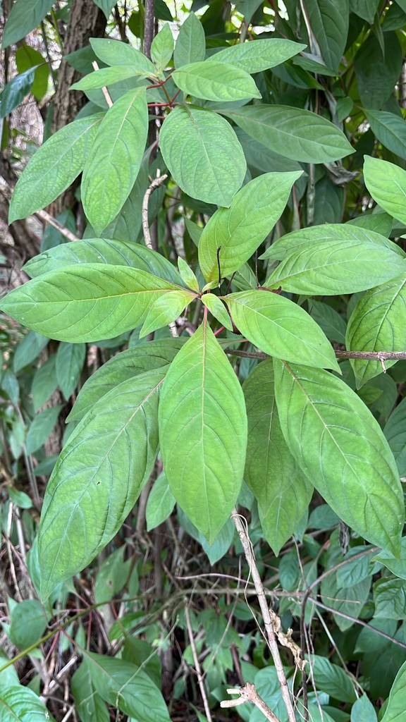 Leaves in October in Alachua County, Florida