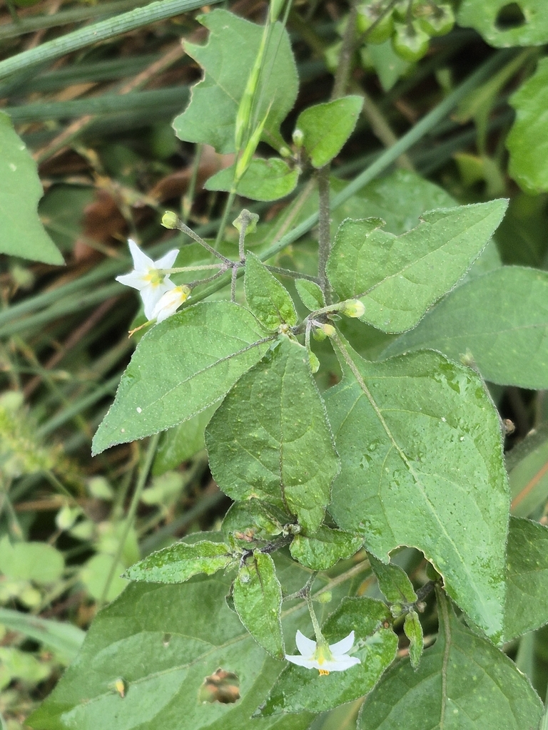Green leaves & small white flowers in October in Catalunya, ESP