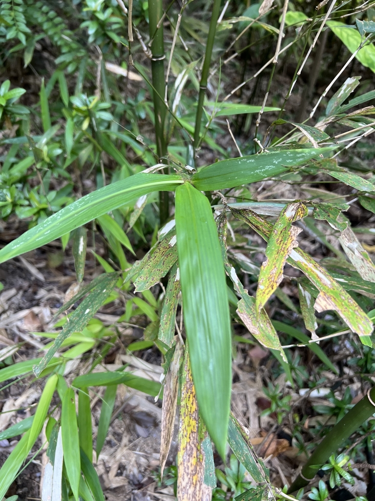 Leaves in October in Central and West District, Hongkong