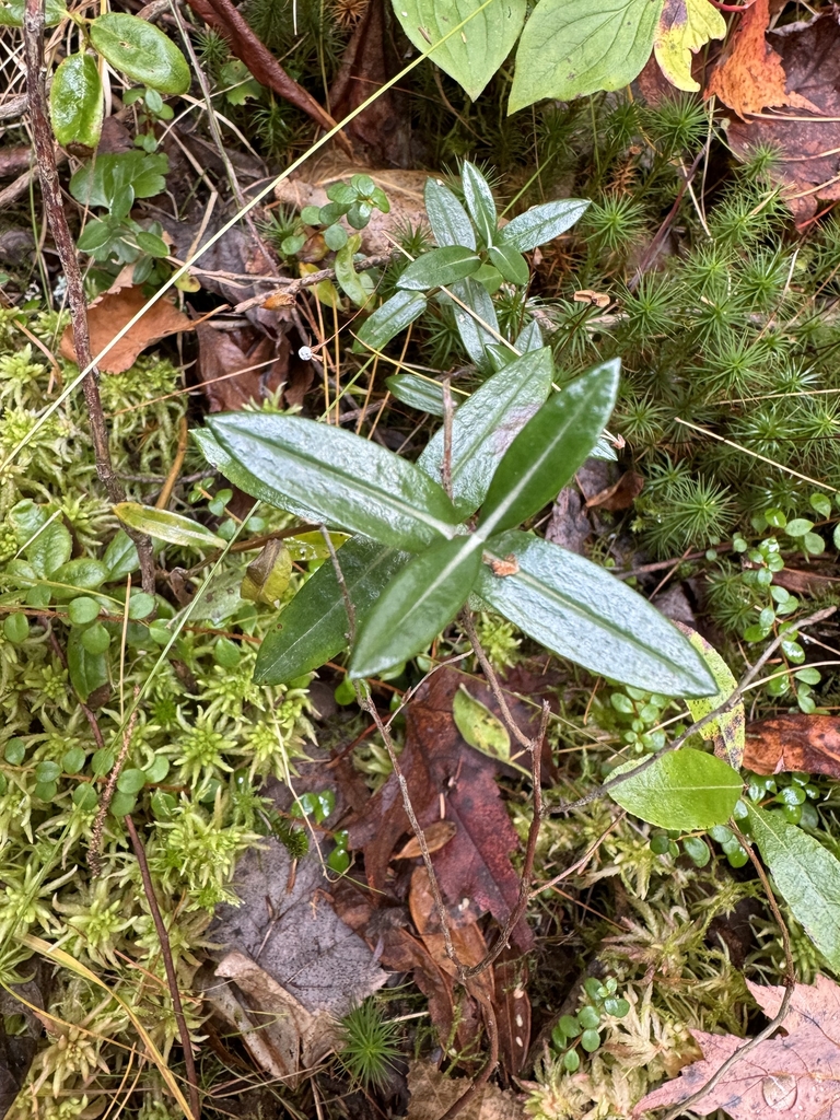 Leaves in October in Keweenaw County, Michigan