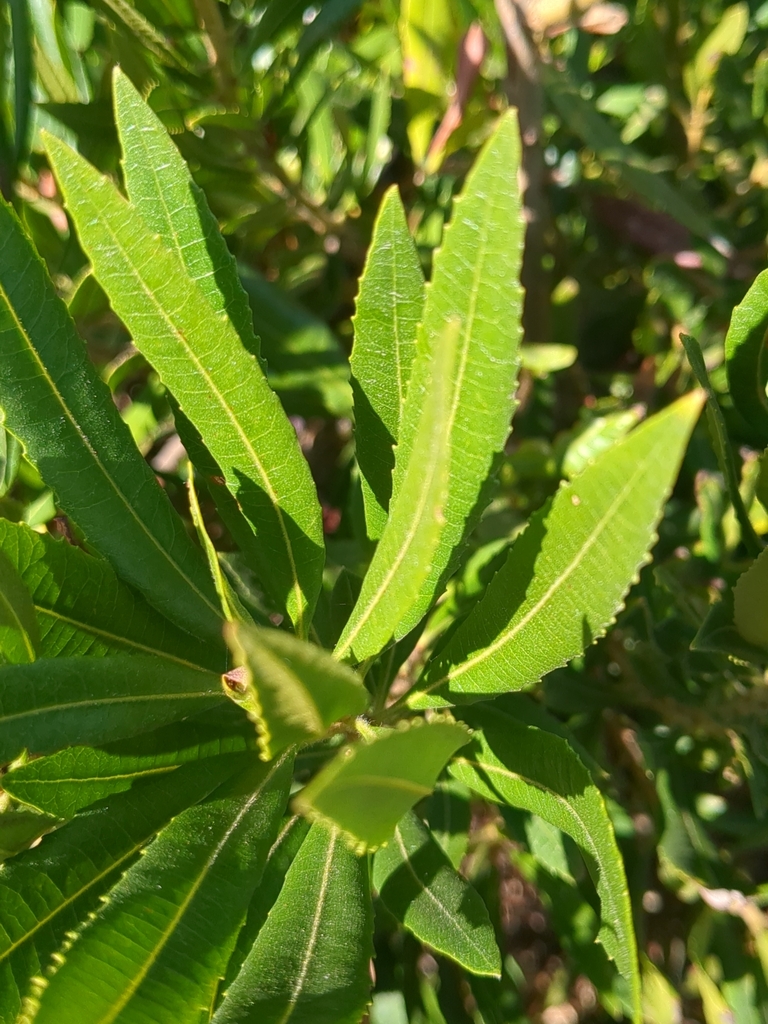 Leaves in October in Mendocino County, California