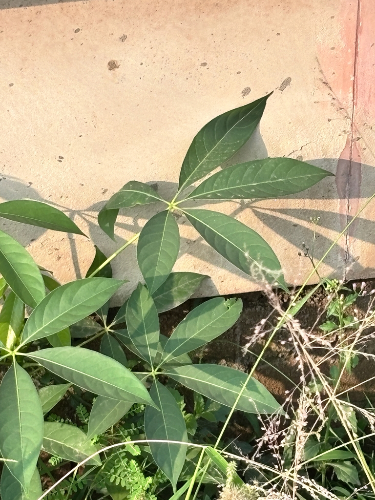 Leaves in October in Mohali, Punjab, India
