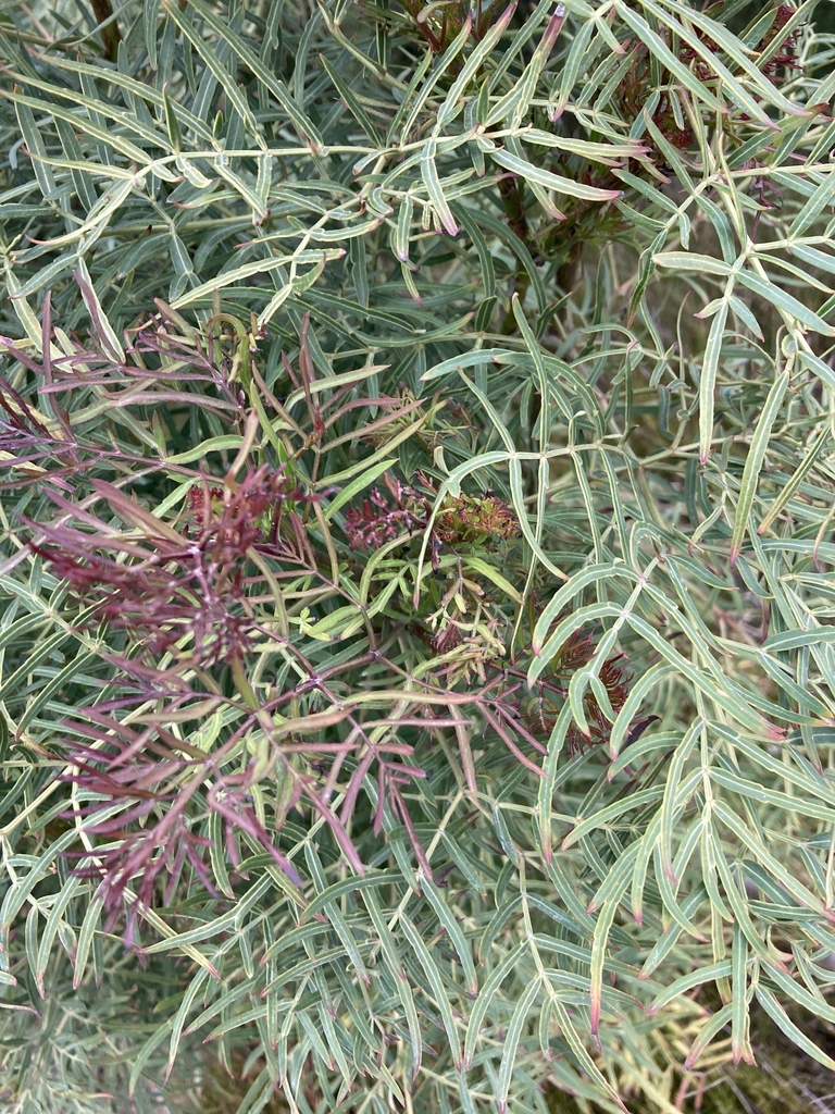 pinnate leaves in October in Victoria, Australia