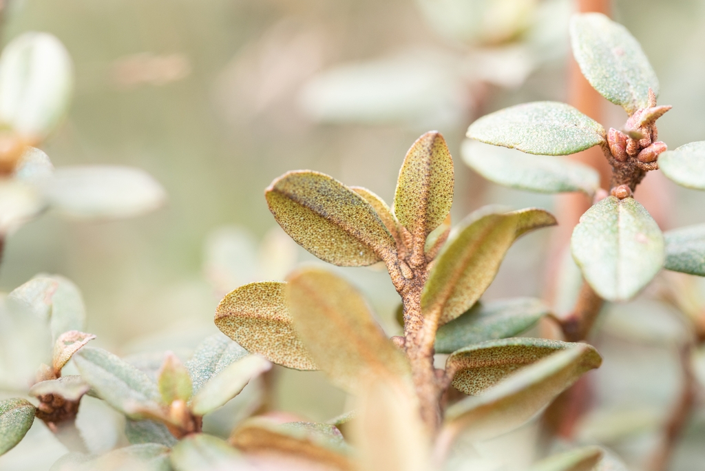Leaves in October in Yunnan Province, China