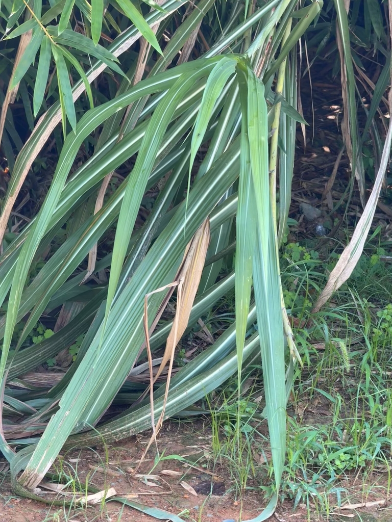 Leaves in September in Jiangxi, China