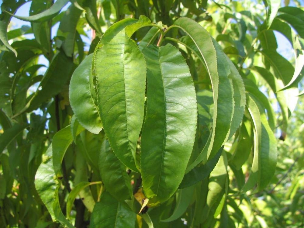 Leaves in September in Merrifield, Virginia