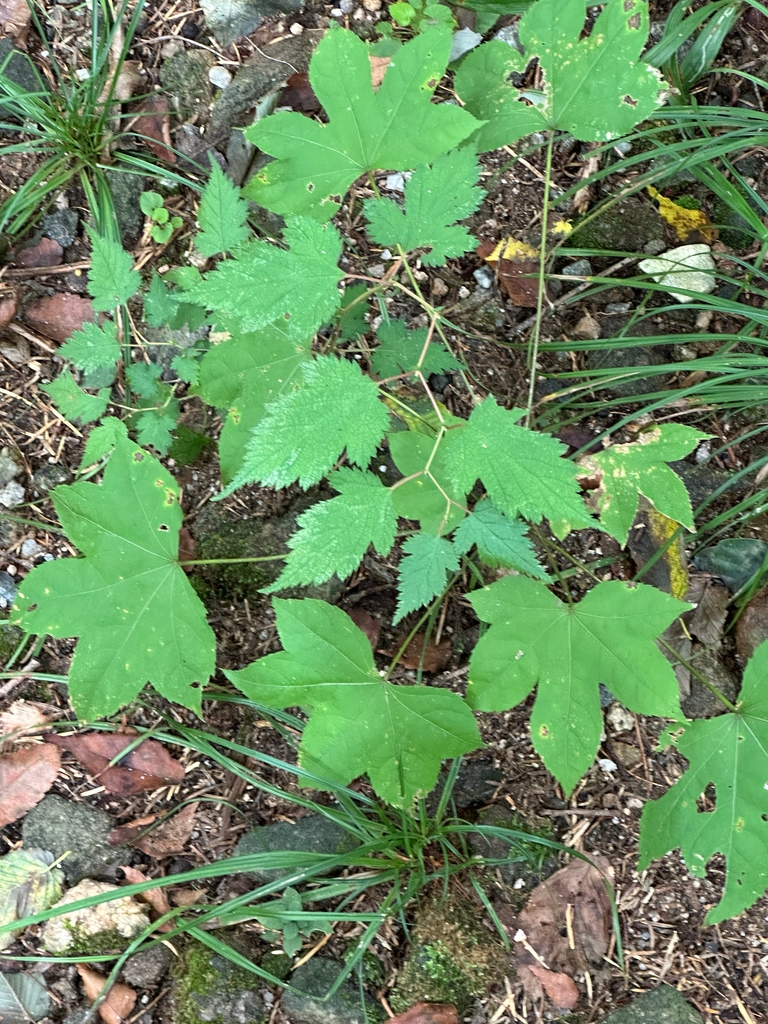 Leaves in September in Pocheon, South Korea