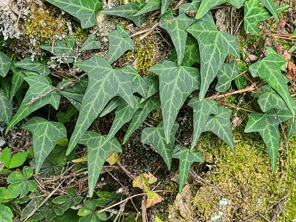 Arrow shaped variegated leaves in September in Taichung, Taiwan