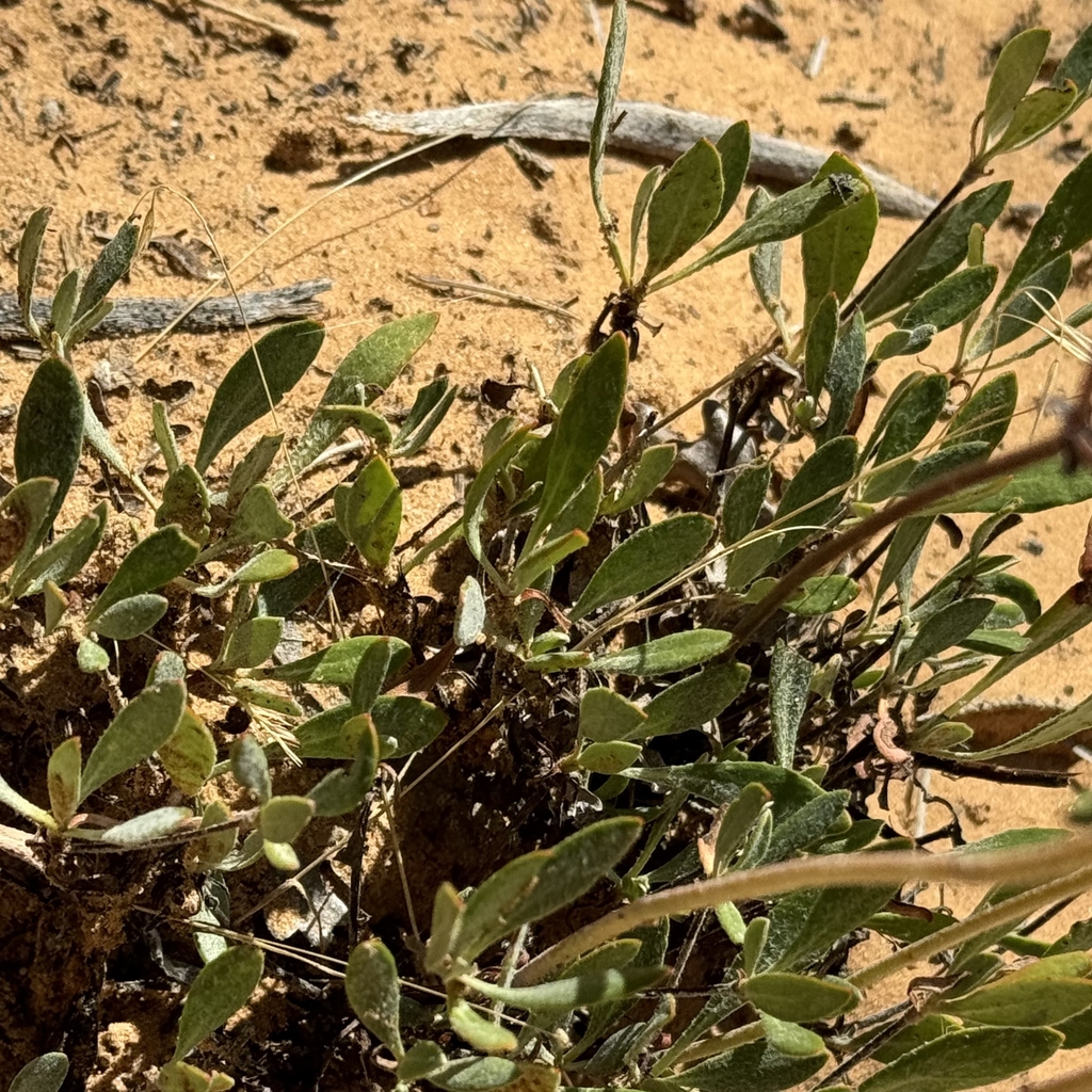 Leaves in September in Utah