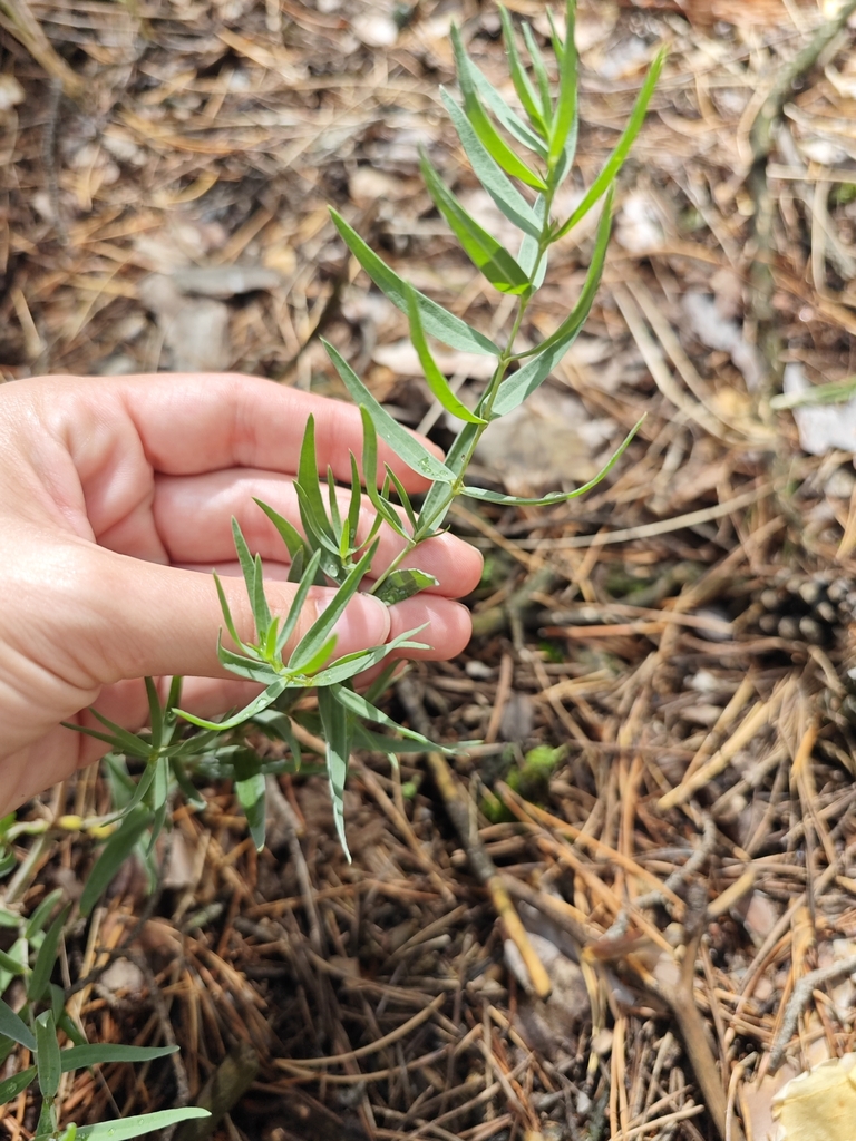 Leaves and stem in August in Karsunskiy rayon, Russia