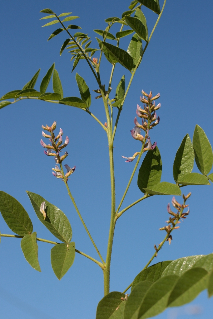 Stem, leaves and flowers in July in Crete, Greece