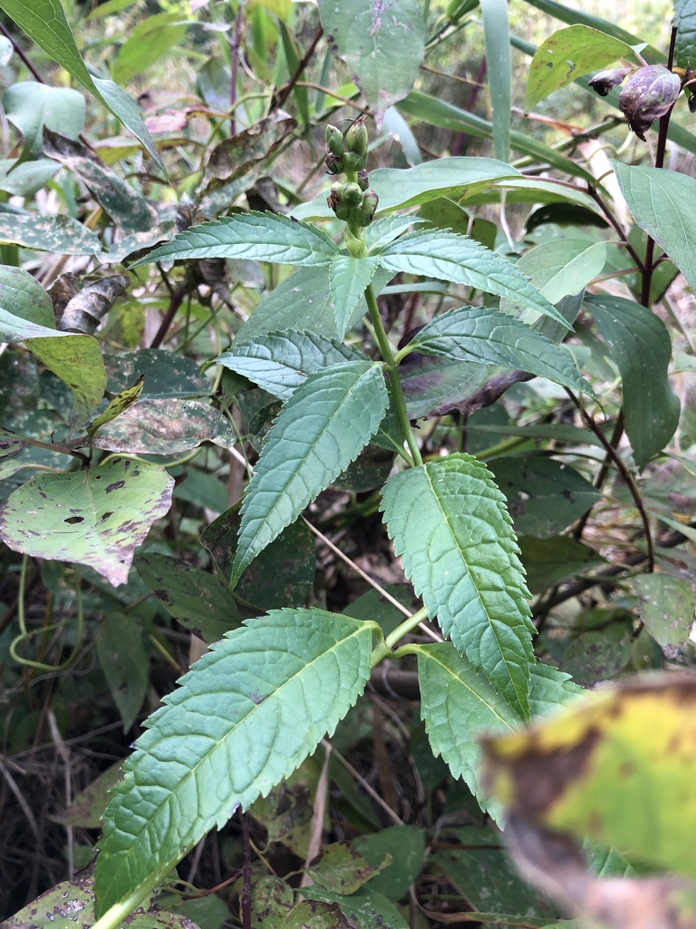 Leaves, Stem & Fruit in October