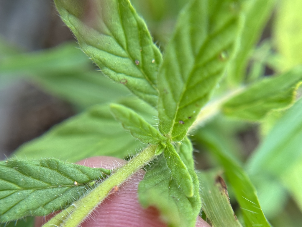 Leaves in July in Bastrop County, Texas