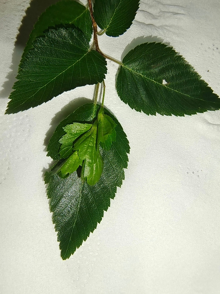Leaves & Stem