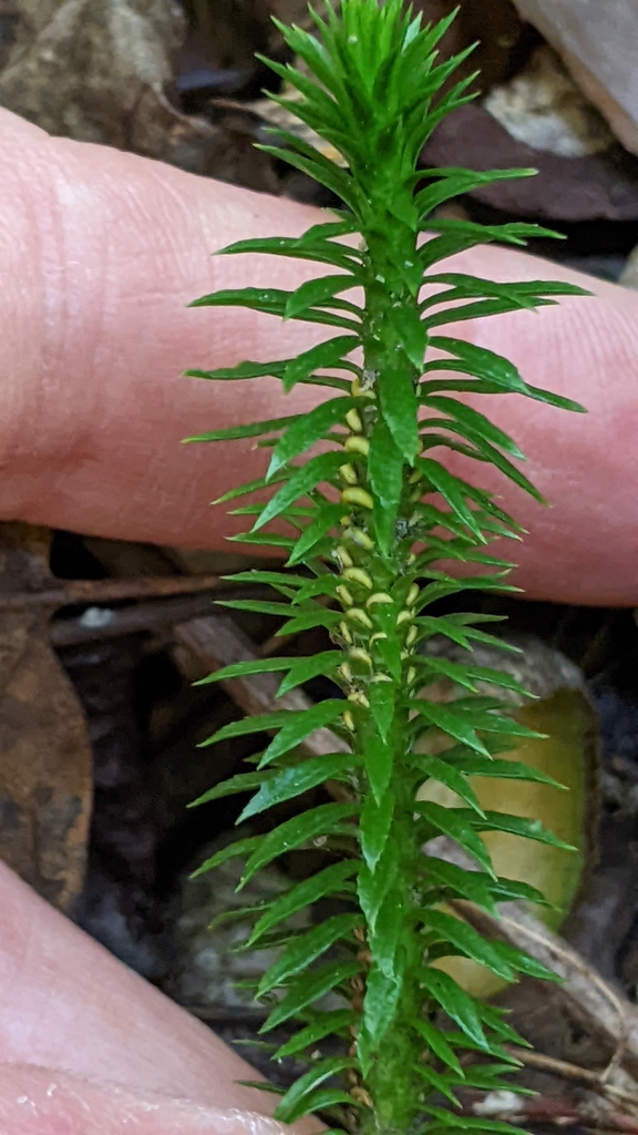Leaves and stem in September in Whitely City, Kentucky