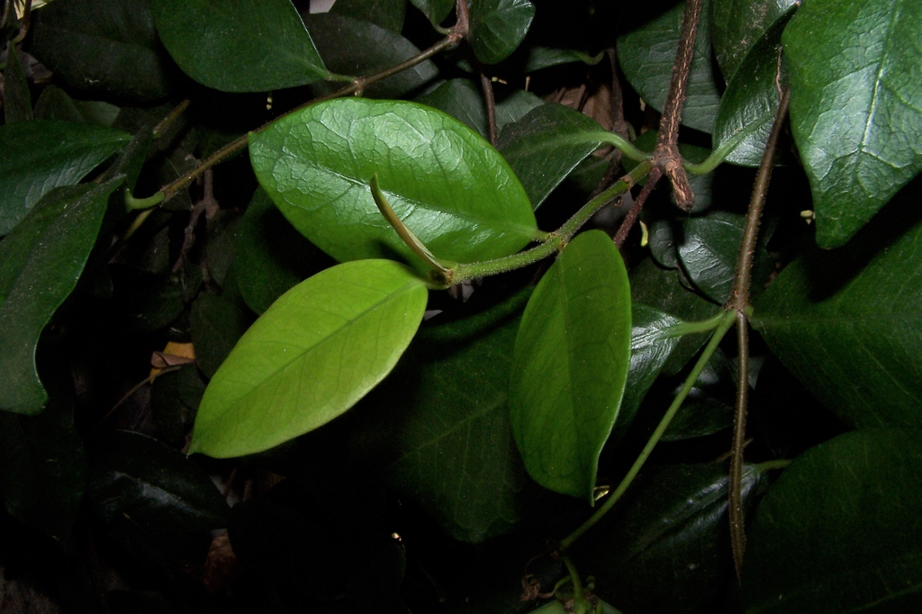 Leaves - Durham County, NC