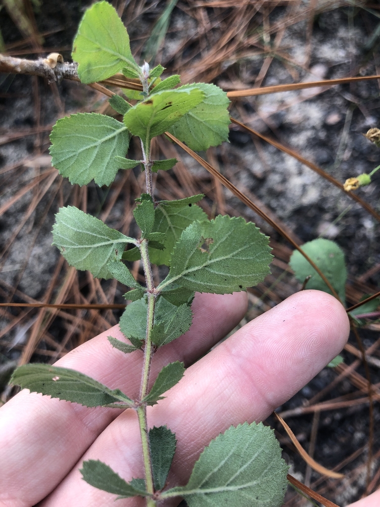 Underside of leaves in October