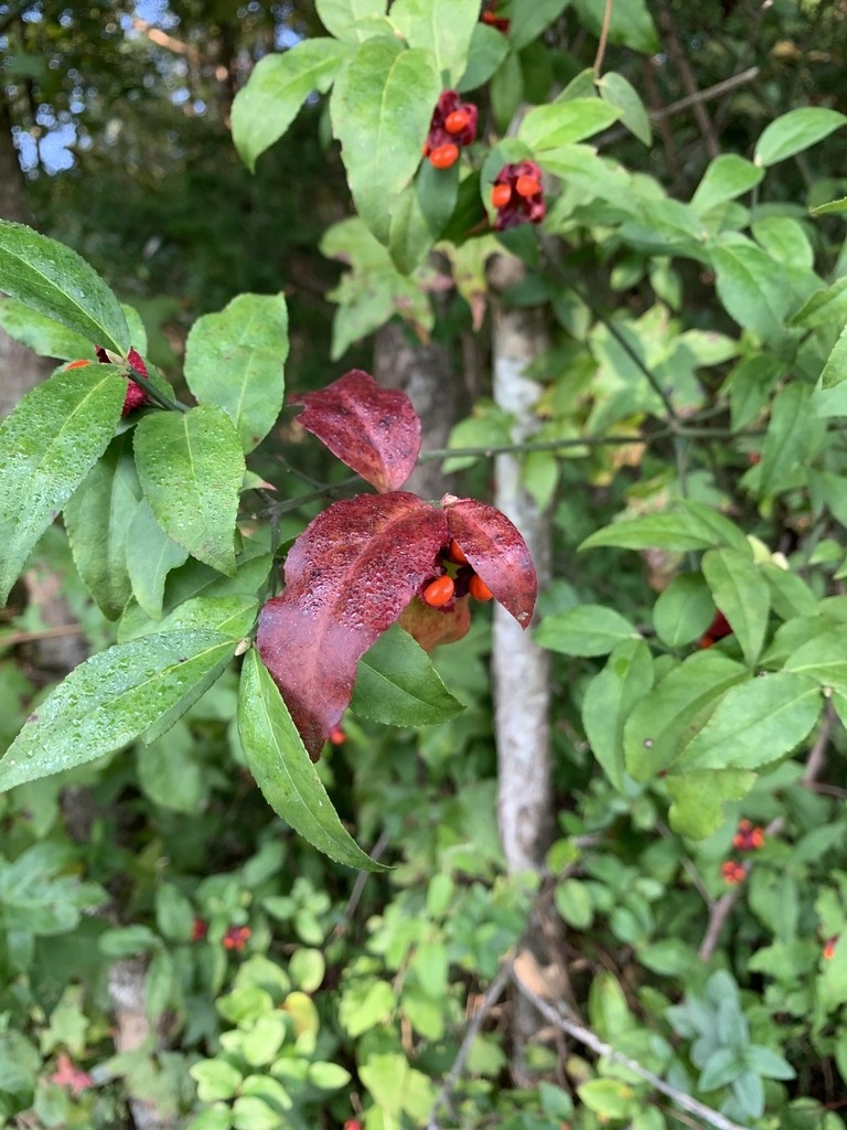 Leaves beginning to turn red