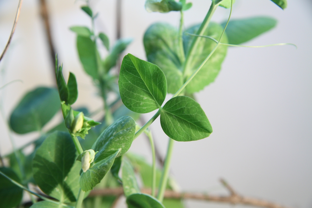Leaves of peas
