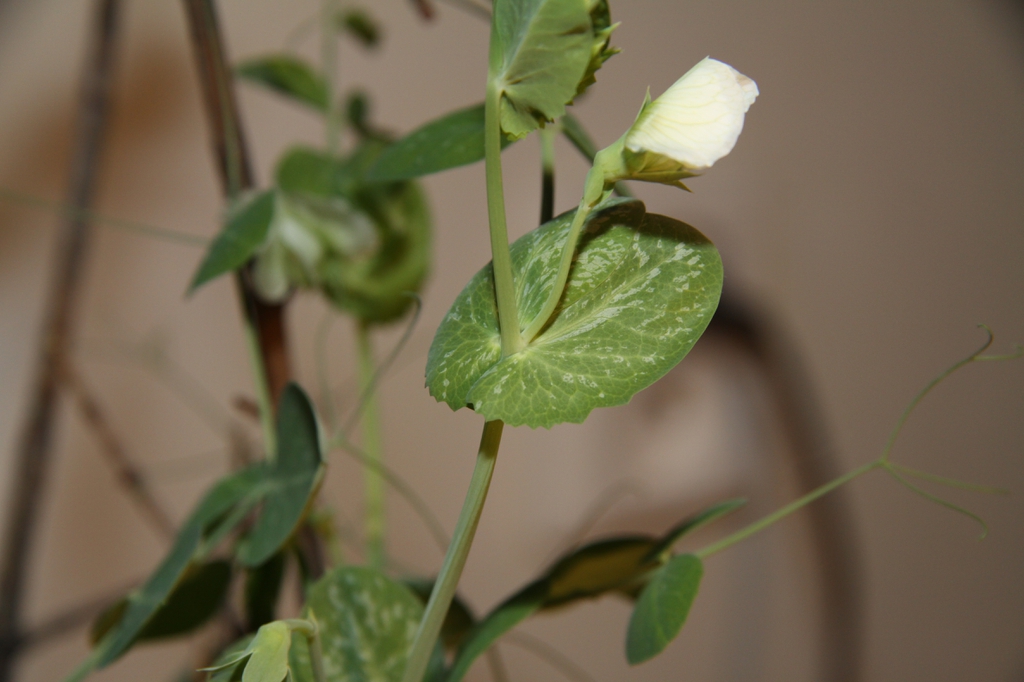 Leaves of peas