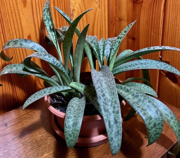 silvery-green, thin, lance-shaped leaves with a leopard pattern