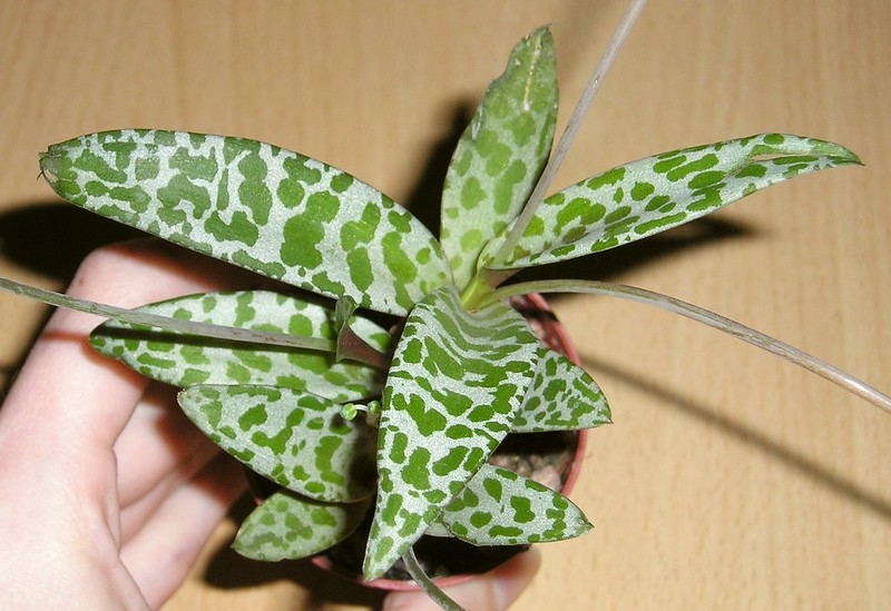 Potted plant with spotted leaves in a rosette.