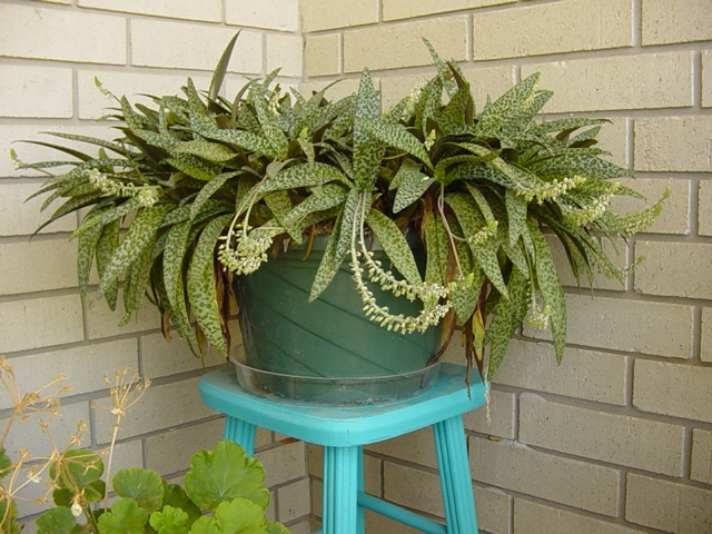 Potted plants with spotted leaves.
