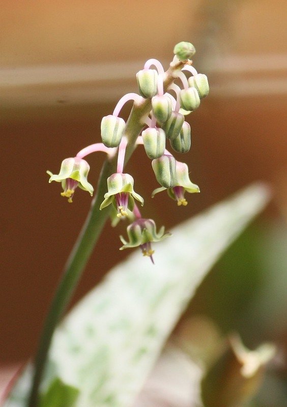 Raceme of pendulous, small green flowers w/ purple filaments.