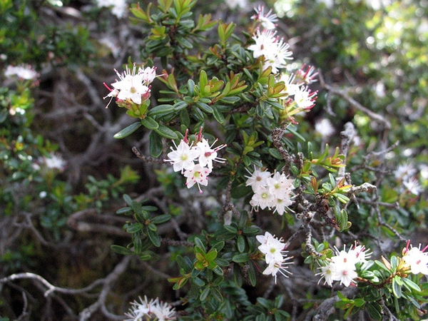 Leaves and flowers