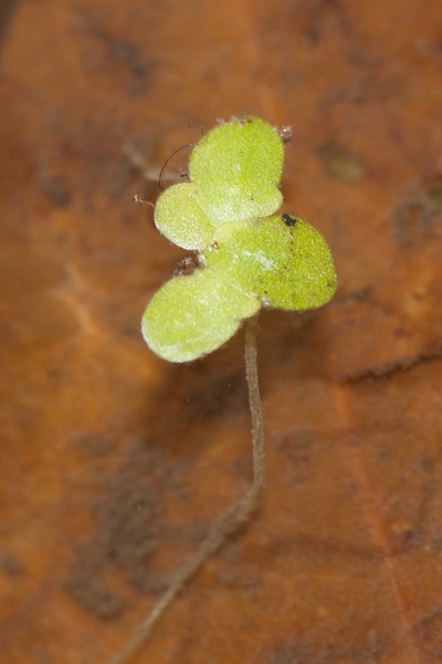 Lemna minor