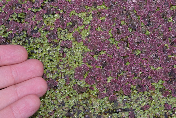 Duckweed and-Water fern