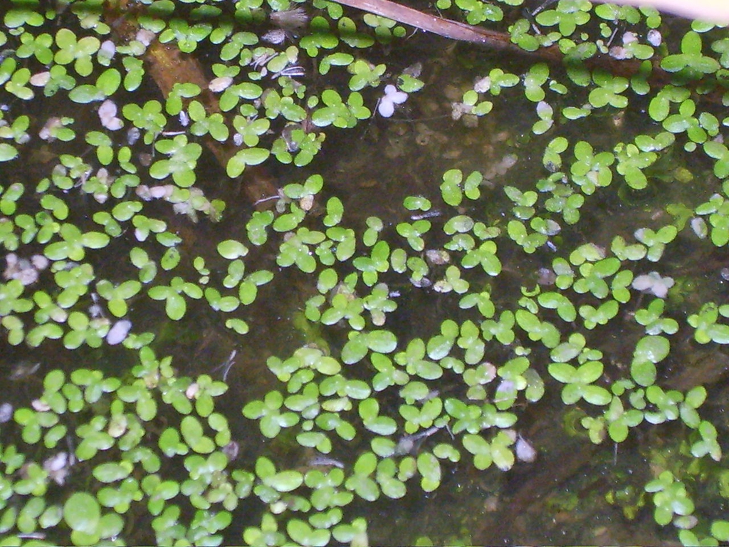 Form