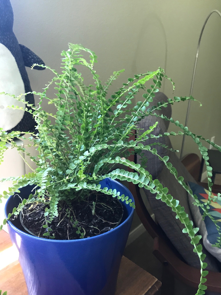fern with rounded leaflets in blue ceramic pot.