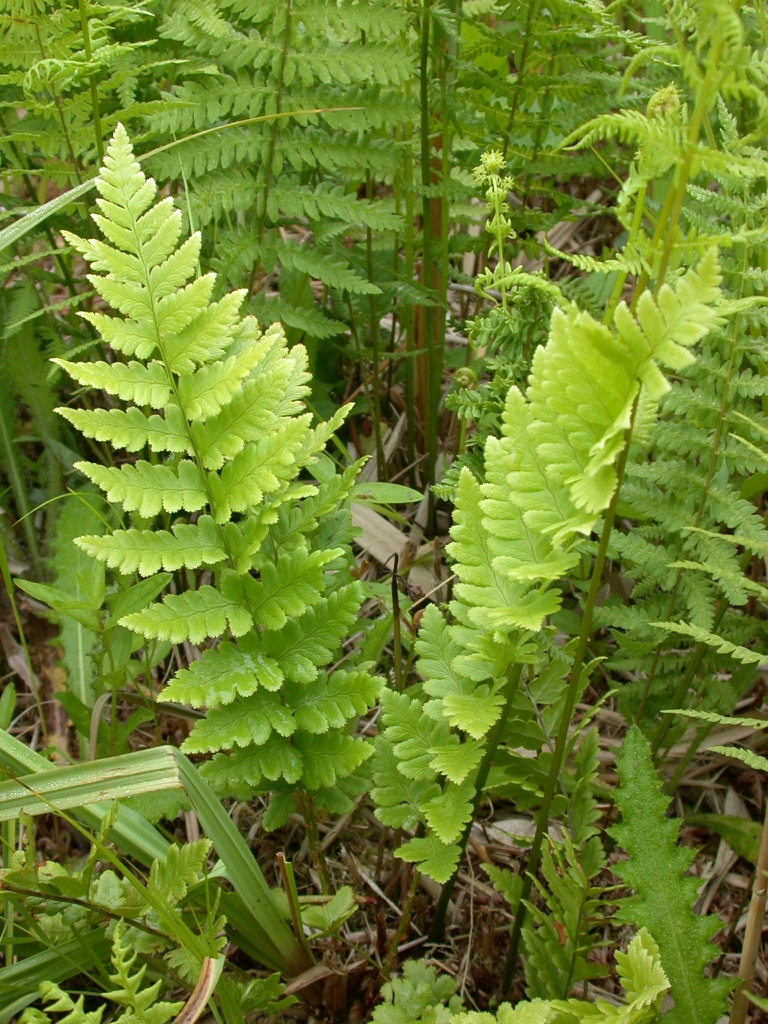 Erect fronds with pinnatifid pinnules
