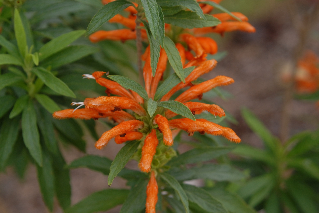 Flower and Leaves