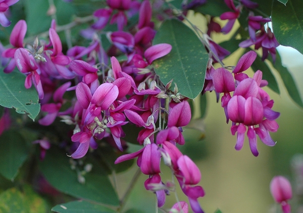 Purple pea-like flowers