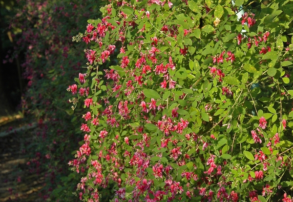 Form