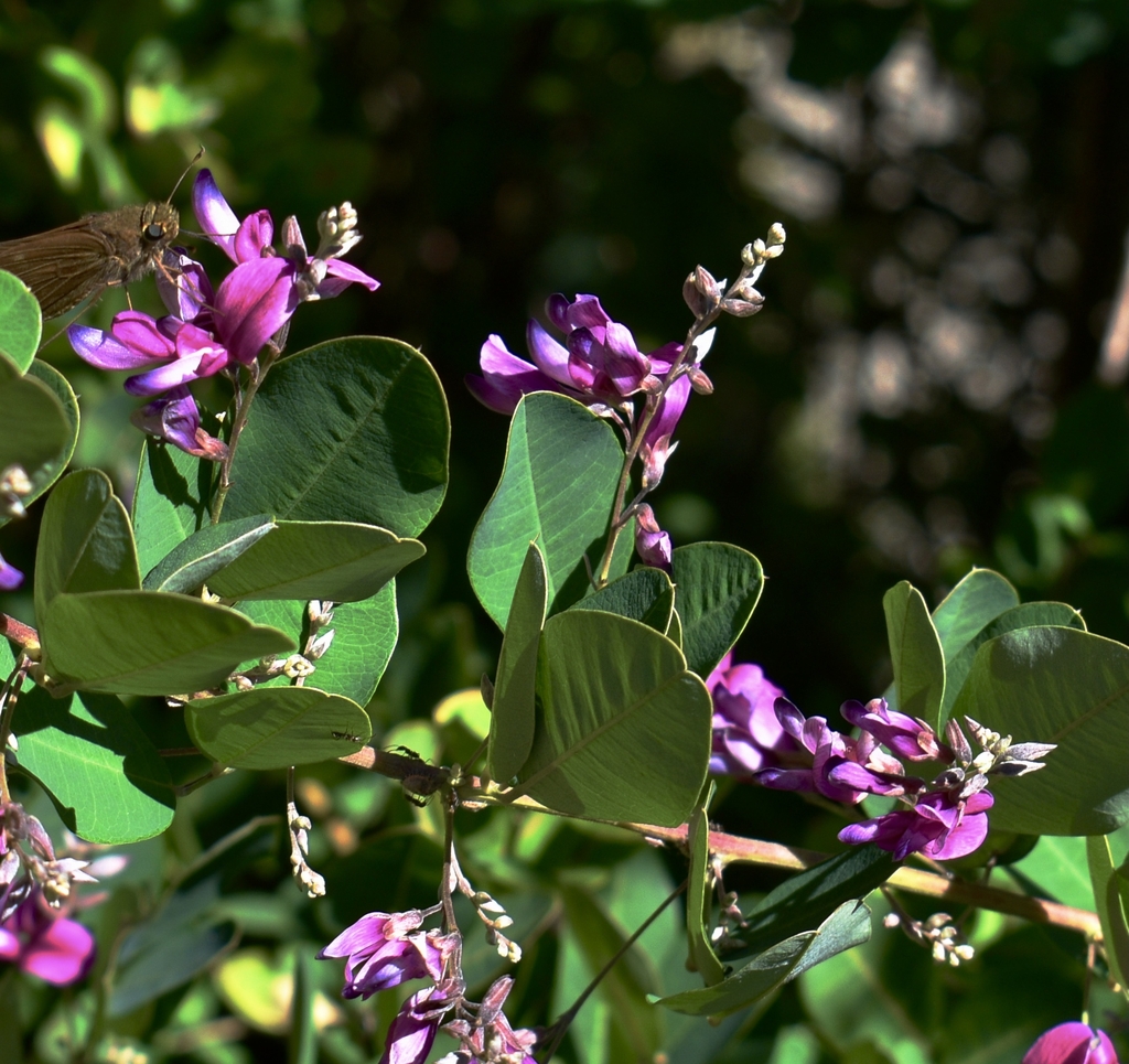 Flowers/Leaves - Sept. 24 - Moore Co., NC