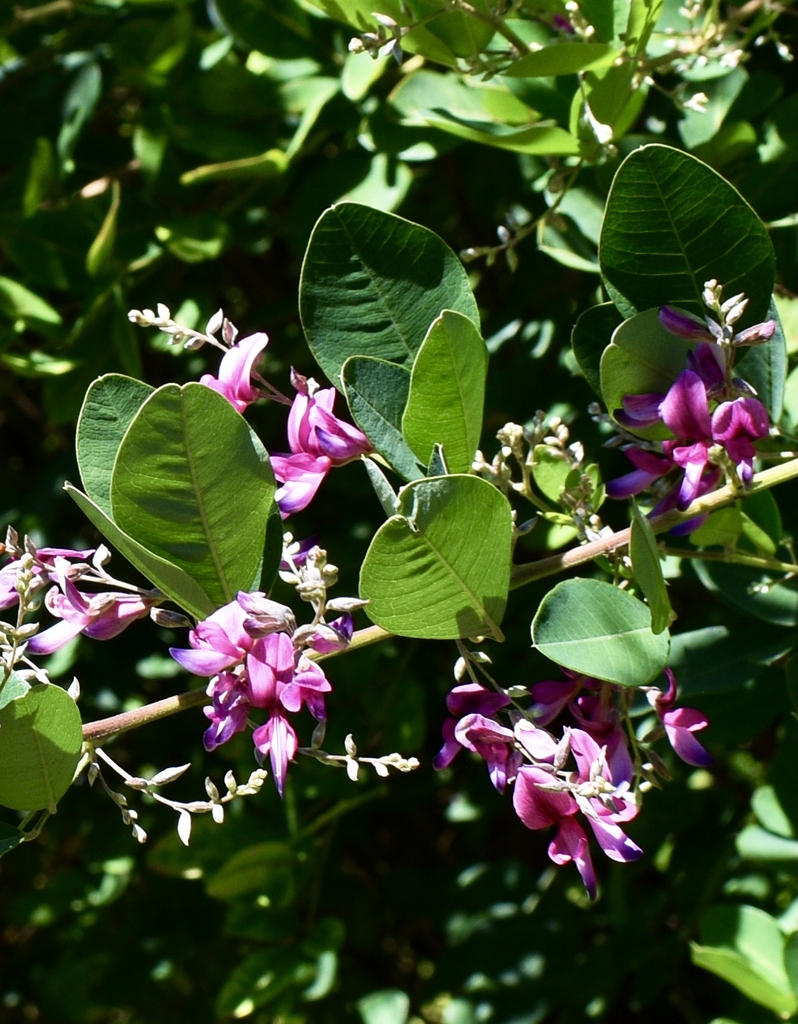 Flowers/Leaves Closeup - Sept. 24 - Moore Co., NC
