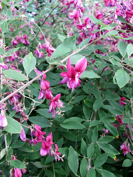 Lespedeza thunbergii