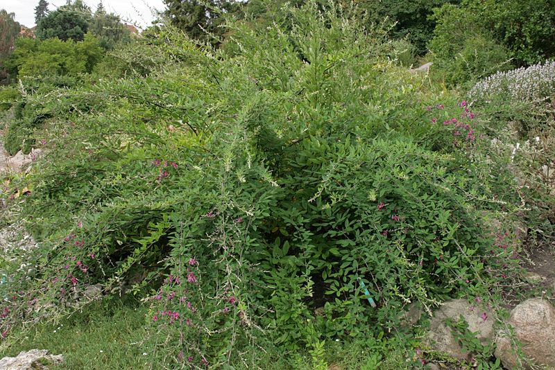 Lespedeza thunbergii