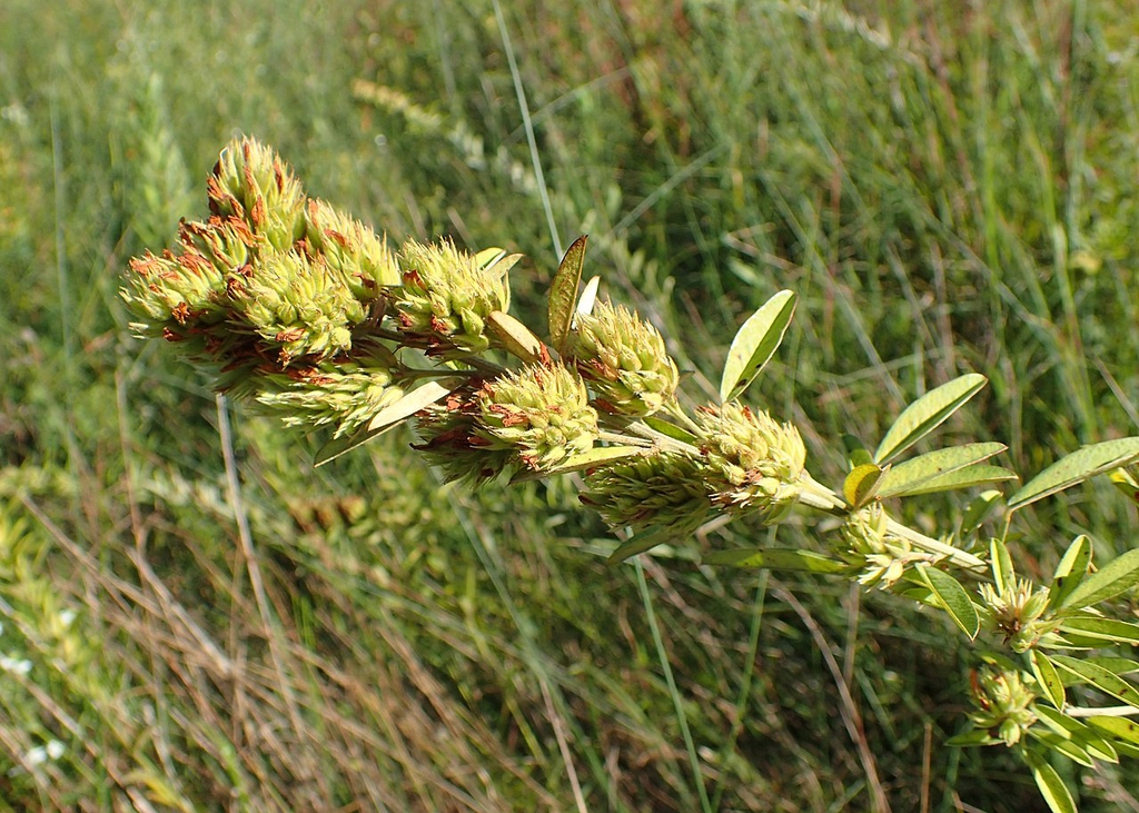 Fruit