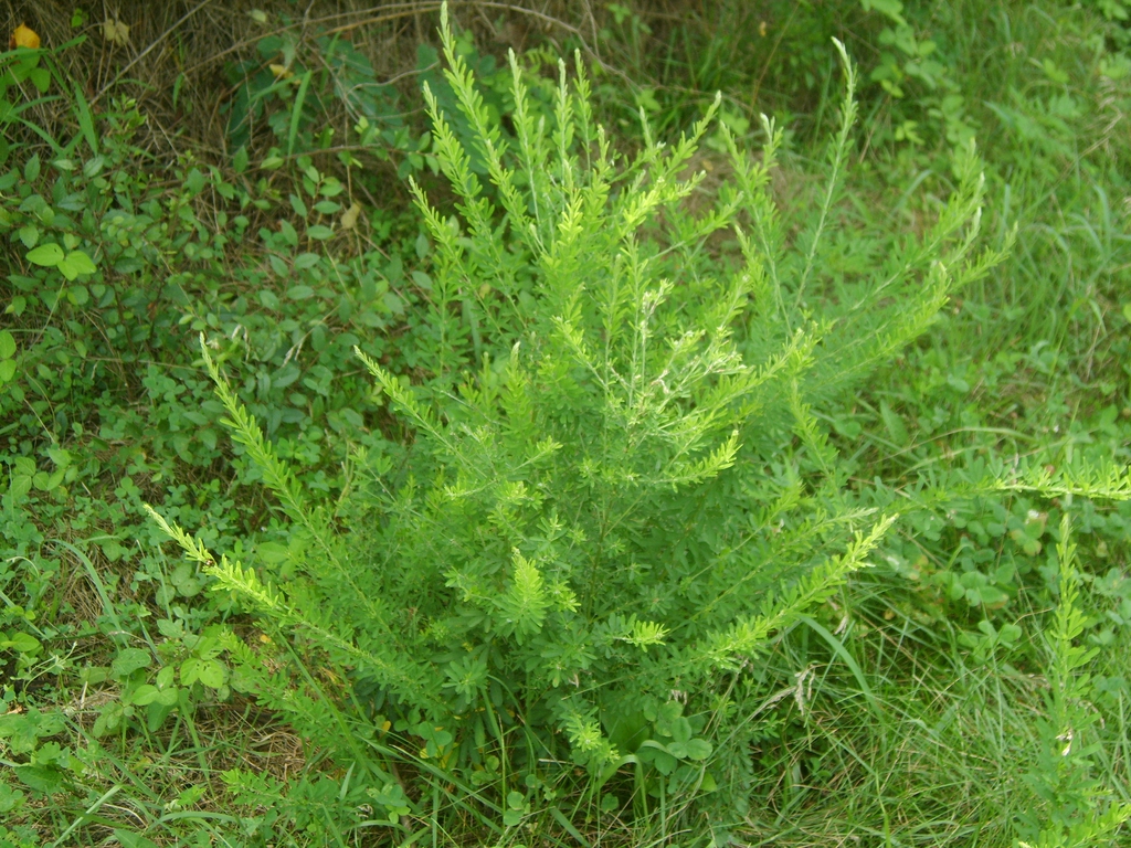 Plant