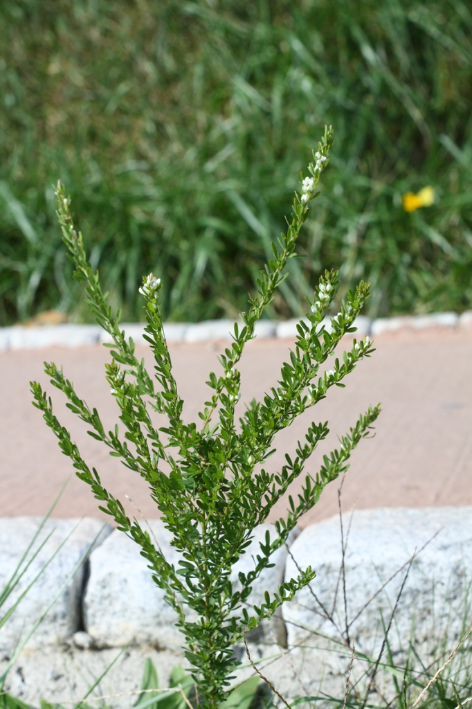 Stems