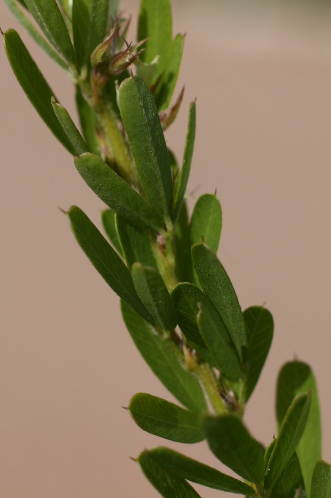 Stem