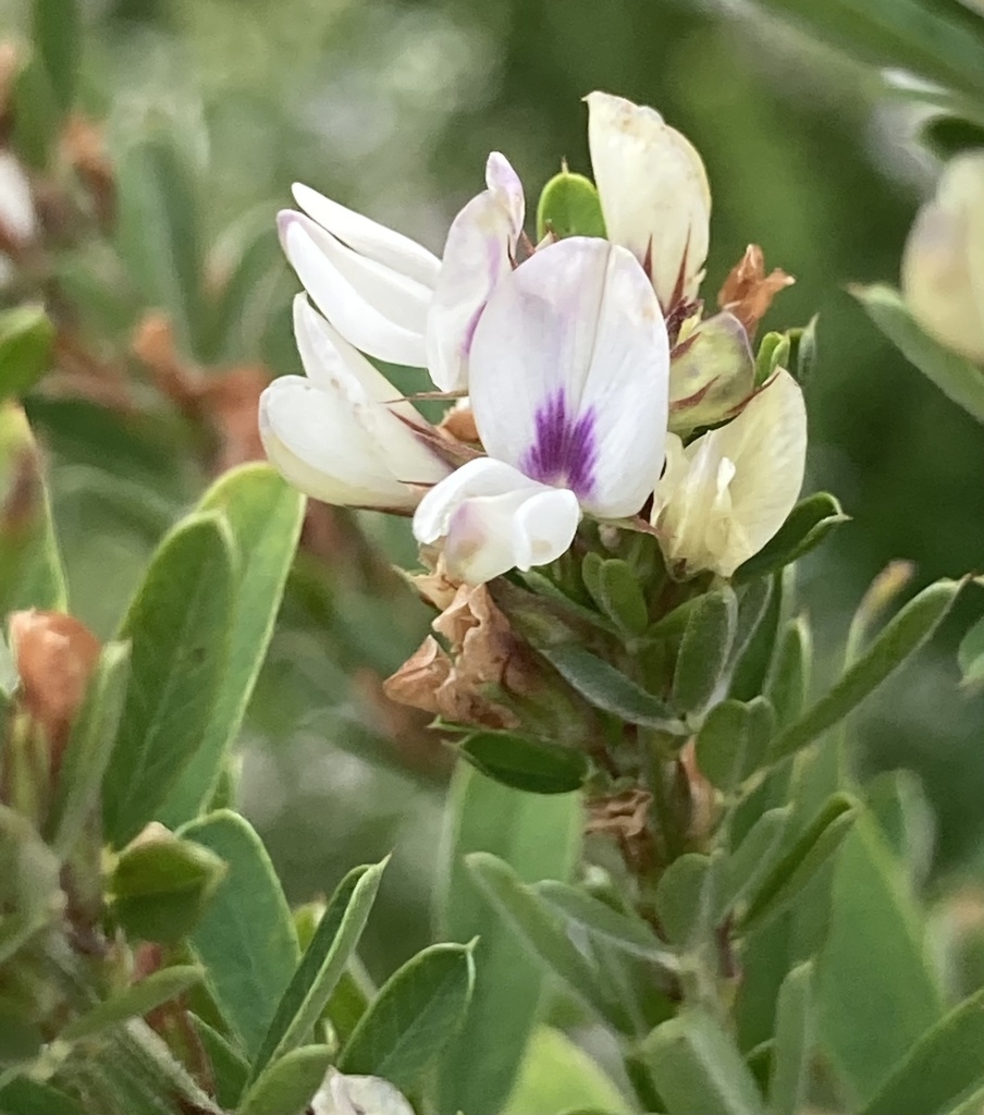 Flower detail