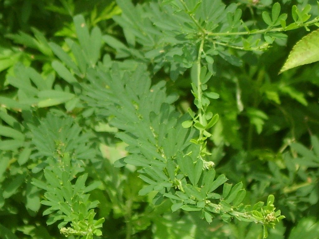 Foliage
