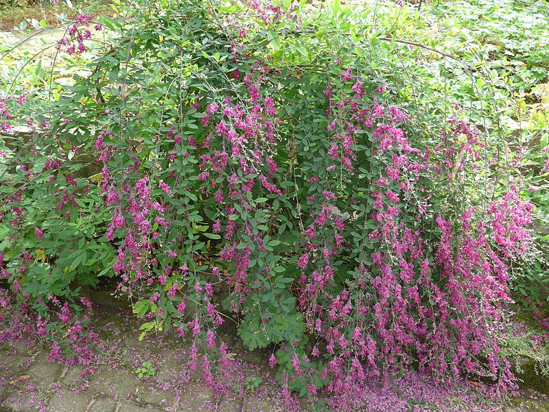 Lespedeza thunbergii